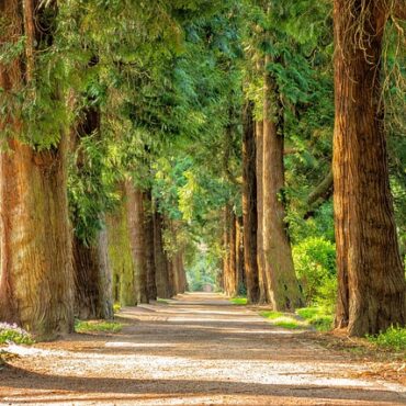 Toulouse : Allergies ou Patrimoine ? La Ville Rose Garde Ses Platanes Emblématiques !