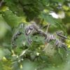 Alerte en Bretagne : Ces Chenilles Toxiques Envahissent Nos Jardins et Notre Santé !
