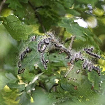 Alerte en Bretagne : Ces Chenilles Toxiques Envahissent Nos Jardins et Notre Santé !
