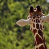 Chagrin à Branféré : Tamu, la girafe emblématique, est décédée subitement