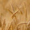 Nos champs picards face au climat : l&rsquo;INRAE en quête de solutions durables !