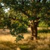 Le chêne prend de la hauteur en Auvergne : un projet vital pour nos forêts !