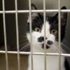SOS Animaux dans le Nord : Les Refuges Débordent, Un Appel Urgent aux Familles d&rsquo;Accueil !