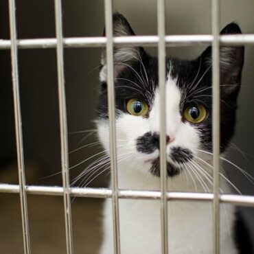 SOS Animaux dans le Nord : Les Refuges Débordent, Un Appel Urgent aux Familles d'Accueil !
