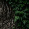 Poitiers : Vague d&rsquo;attaques mystérieuses sur nos arbres, 100 000 € de dégâts !