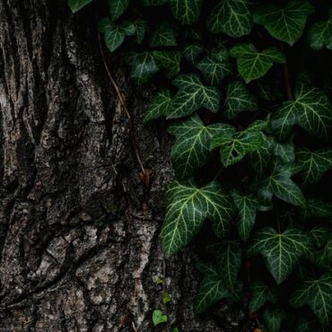 Poitiers : Vague d'attaques mystérieuses sur nos arbres, 100 000 € de dégâts !