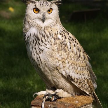 Puy-de-Dôme : Le Rocher de la Jaquette, 50 ans d'une nature préservée grâce aux brebis et un hibou emblématique !