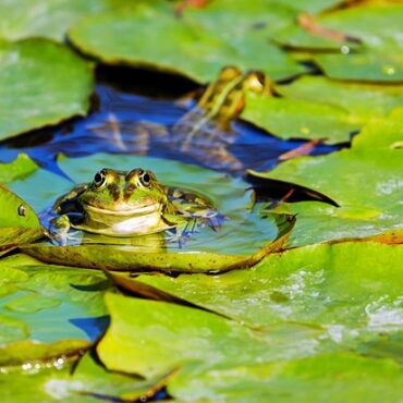 Retour aux Sources : Les Mares Revitalisent Nos Campagnes en Auvergne-Rhône-Alpes !