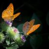 Alerte en BFC : Près de 50 espèces de papillons menacées de disparition !