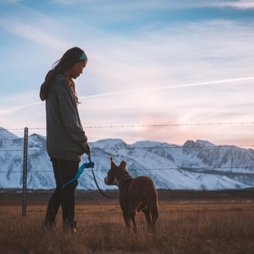 Victoire pour Aslan : le chien de Sangatte retrouve (enfin) ses maîtresses !