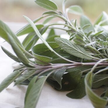 Grand Est : Explorez les jardins secrets des plantes médicinales avec un passionné !