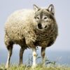 Plateau de Millevaches : le loup sème la discorde et la souffrance en Corrèze