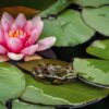Giverny : Des cages à ragondins secouent les jardins de Monet !