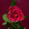 Rosheim : 20 ans de roses et de passion au cœur de l&rsquo;Alsace !