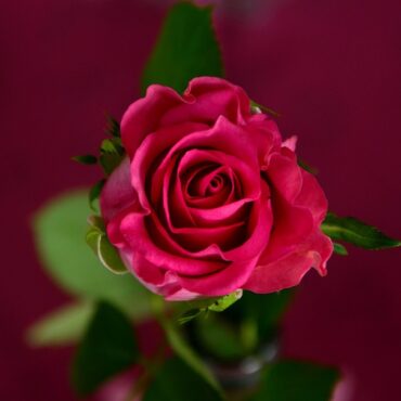 Rosheim : 20 ans de roses et de passion au cœur de l'Alsace !