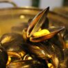Charente-Maritime : Les moules de corde régalent déjà nos papilles !