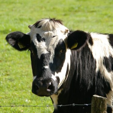 Vaches à louer en AURA : le bon plan qui soulage nos éleveurs !