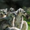 Besançon : Un petit lémurien rare, Toky, redonne un immense espoir à la Citadelle !
