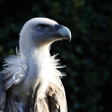De Pairi Daiza aux Cévennes : Ventus, notre gypaète s'envole pour l'avenir !