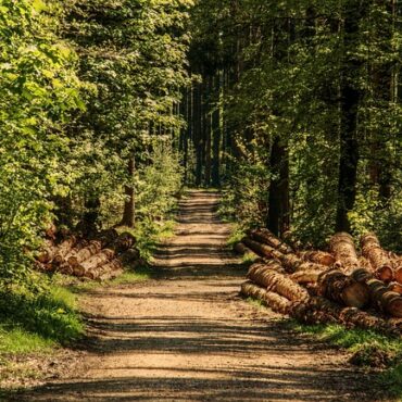 Dieppe : coup de propre forcé au bois de Rosendal, 40 frênes malades vont être abattus