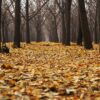 Après Nils : Le piège inflammable qui menace nos forêts héraultaises !