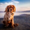 Ploemeur : deux plages bretonnes s&rsquo;ouvrent enfin aux chiens cet été !