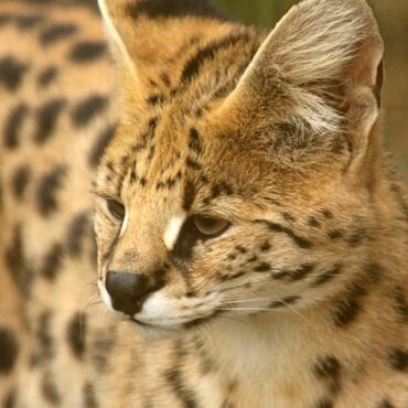 Servals : ces félins sauvages, stars des réseaux, inquiètent en Auvergne-Rhône-Alpes !