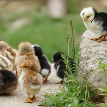Versailles : le Poulet du Bourbonnais, star inattendue du dîner de Trump !