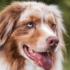 Marseille : Un élan de solidarité numérique libère une chienne maltraitée !