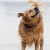 Canicule dans le Sud : les meilleurs spots pour baigner votre chien dans le 13 et le 84