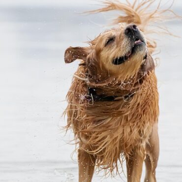 Canicule dans le Sud : les meilleurs spots pour baigner votre chien dans le 13 et le 84
