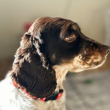 Alerte dans nos campagnes : l'épillet, le pire ennemi de votre chien cet été