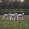 Haute-Vienne : face à la sécheresse, ce système solaire abreuve 1 200 brebis en toute autonomie