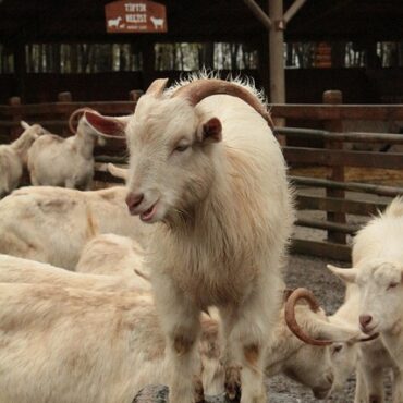 Nièvre : 800 animaux d'élevage en sursis, le Domaine des Douages appelle à l'aide