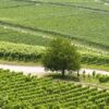Vallée du Rhône : les viticulteurs en alerte face aux épisodes caniculaires