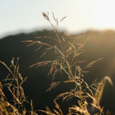 Yvelines : la préfecture impose des restrictions strictes face à la canicule