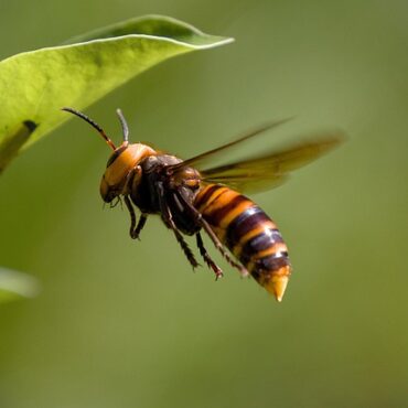 Ostwald : une attaque de frelons évitée de justesse dans un jardin