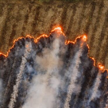 Bais : un vaste champ de blé ravagé par les flammes
