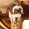 Alerte en Charente-Maritime : deux bébés primates dérobés au zoo de La Palmyre