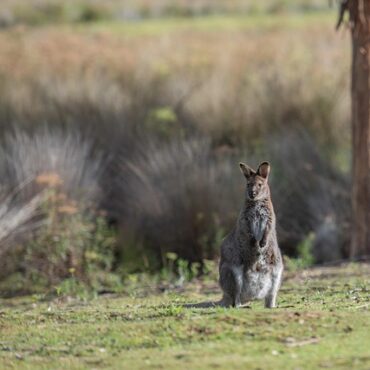 Un wallaby en cavale sème le trouble près de Saint-Quentin