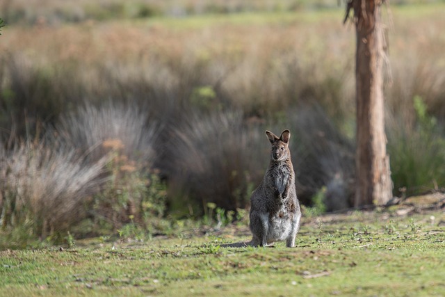 Un wallaby en cavale sème le trouble près de Saint-Quentin