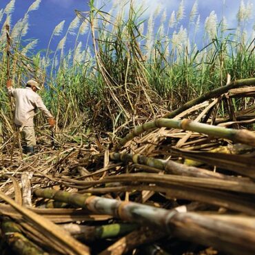 Sucrerie de Bois Rouge : le site paralysé par une action syndicale