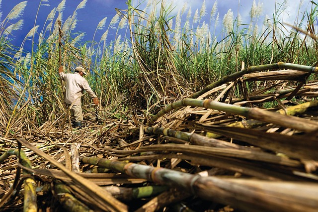 Sucrerie de Bois Rouge : le site paralysé par une action syndicale
