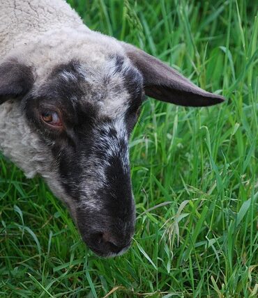 Haut-Rhin : tensions autour de la présence du loup à Kiffis