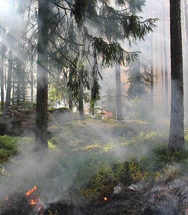 Gironde : un violent incendie ravage 1 000 hectares au Porge