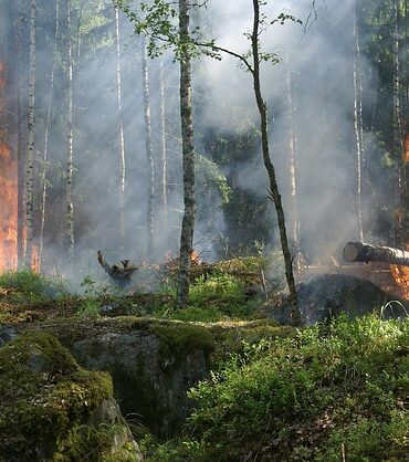 Incendie dans le Var : une famille recherche ses cinq chiens disparus à Pontevès