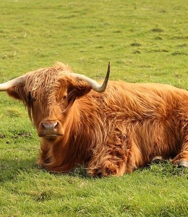 Ardennes : neuf vaches meurent de soif après un sabotage