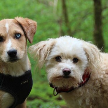 Calvados : plainte déposée contre un centre de formation cynophile pour maltraitance animale