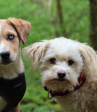 Calvados : plainte déposée contre un centre de formation cynophile pour maltraitance animale