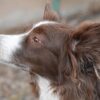 Beaucaire : un border collie menacé d&rsquo;euthanasie après une intervention policière